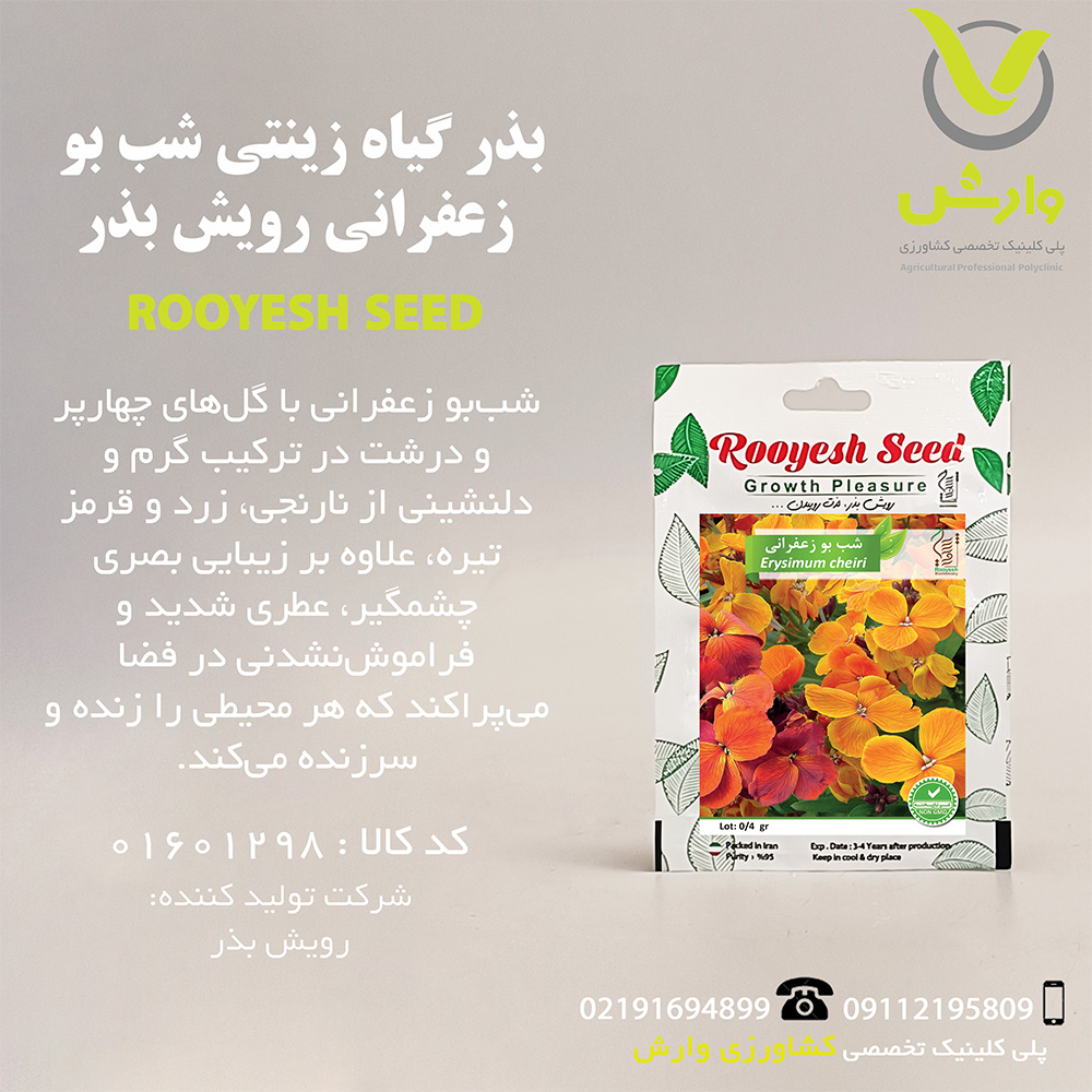 بذر گیاه زینتی شب بو زعفرانی رویش بذر