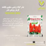 بذر گیاه زینتی سلوی پابلند قرمز رویش بذر