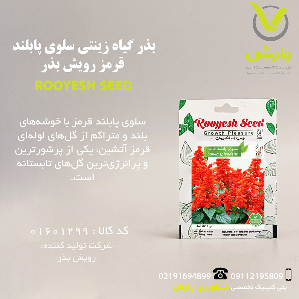 بذر گیاه زینتی سلوی پابلند قرمز رویش بذر