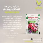 بذر گیاه زینتی حنا پابلند الوان رویش بذر