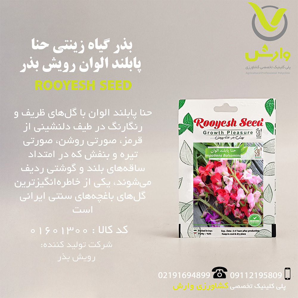 بذر گیاه زینتی حنا پابلند الوان رویش بذر