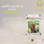 بذر گیاه زینتی آشلانتوس رویش بذر