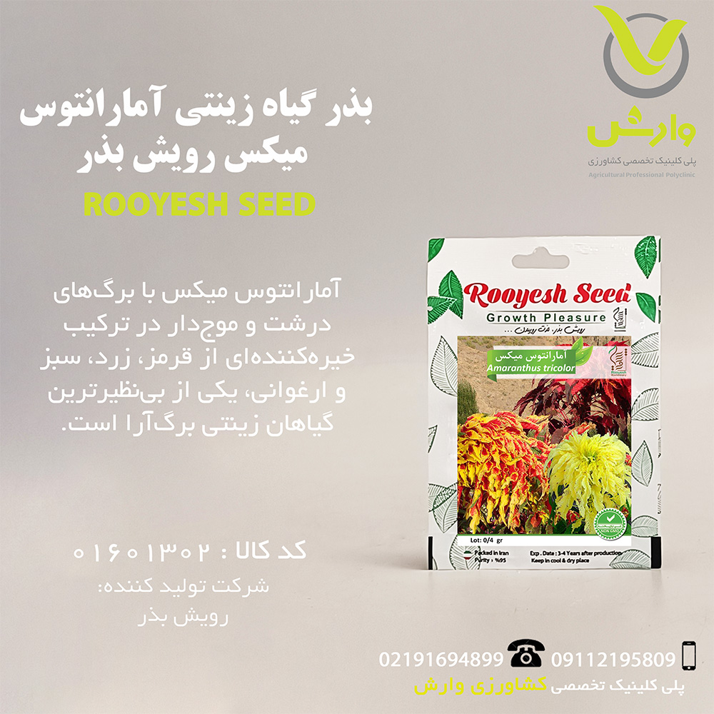 بذر گیاه زینتی آمارانتوس میکس رویش بذر