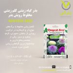 بذر گیاه زینتی کلم زینتی مخلوط رویش بذر