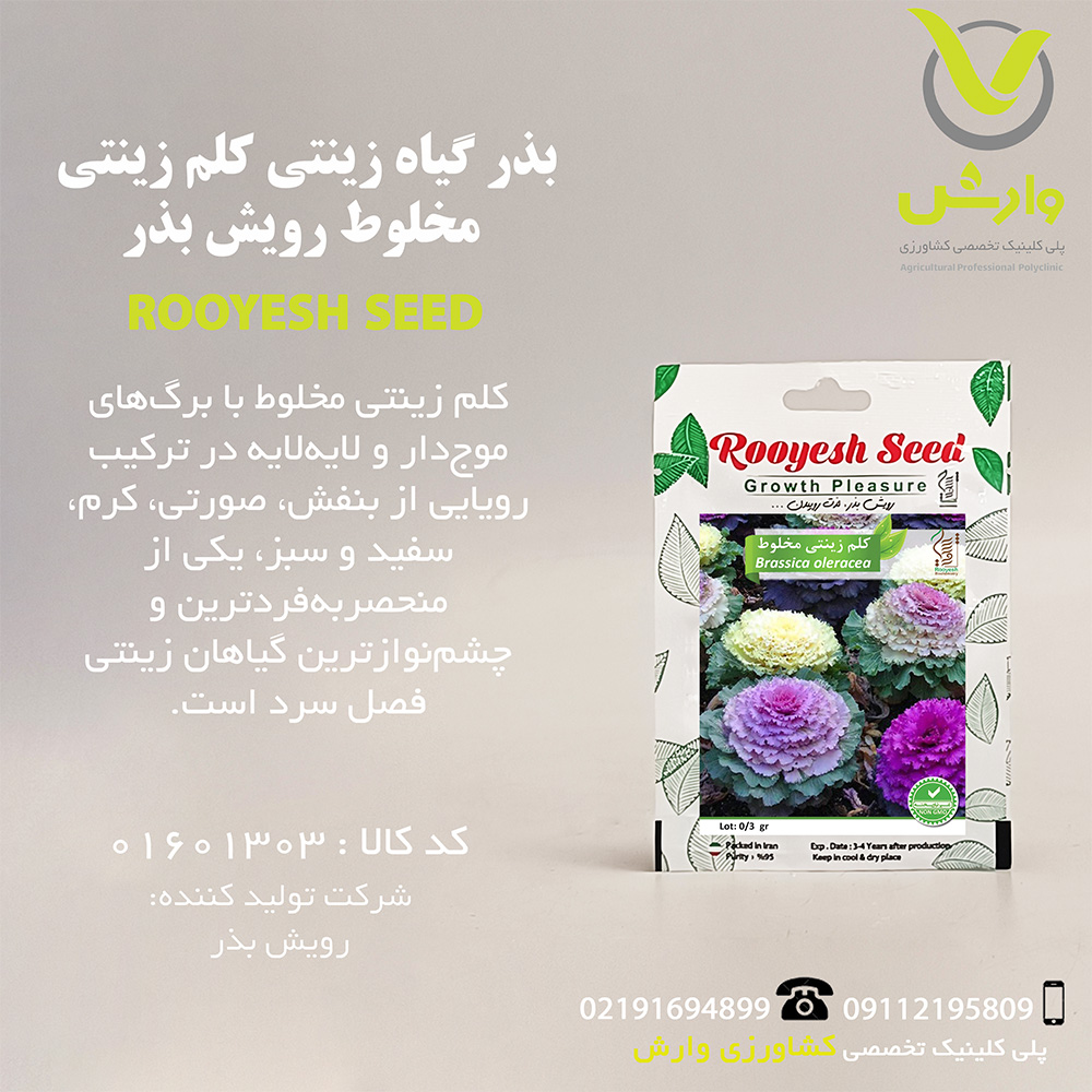 بذر گیاه زینتی کلم زینتی مخلوط رویش بذر