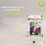 بذر گیاه زینتی آلیسوم مخلوط (گل عسل) رویش بذر