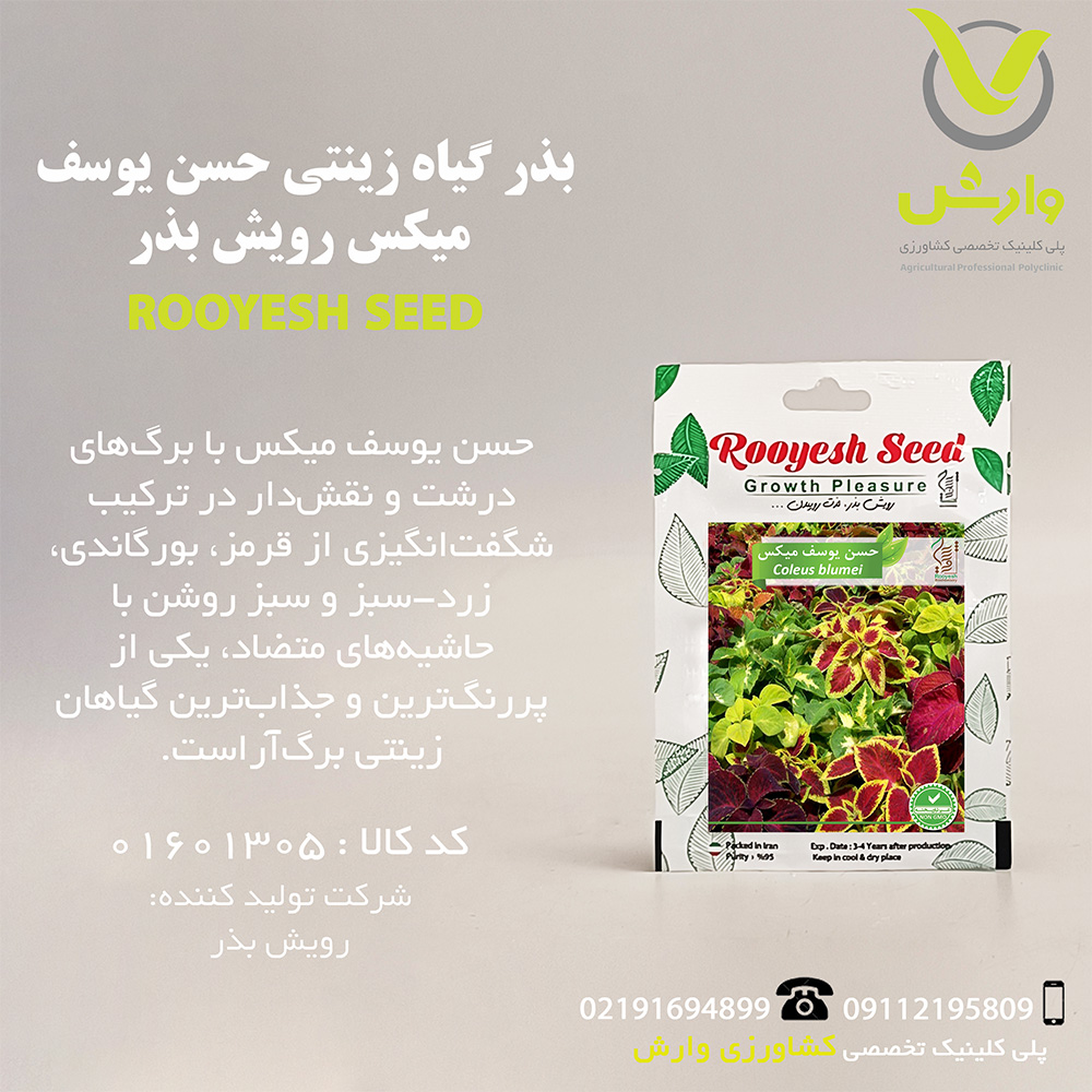 بذر گیاه زینتی حسن یوسف میکس رویش بذر