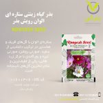 بذر گیاه زینتی ستاره ای الوان رویش بذر
