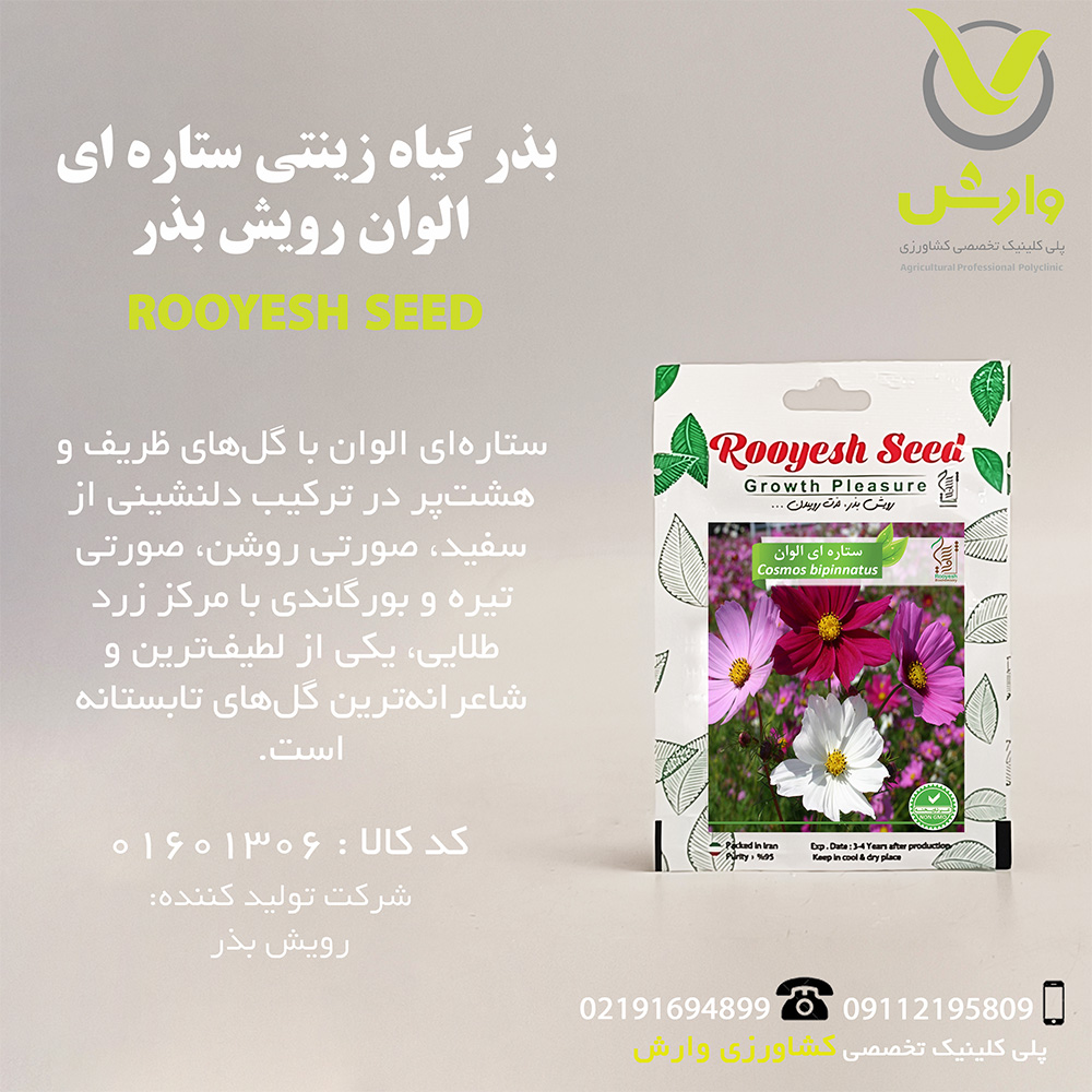 بذر گیاه زینتی ستاره ای الوان رویش بذر