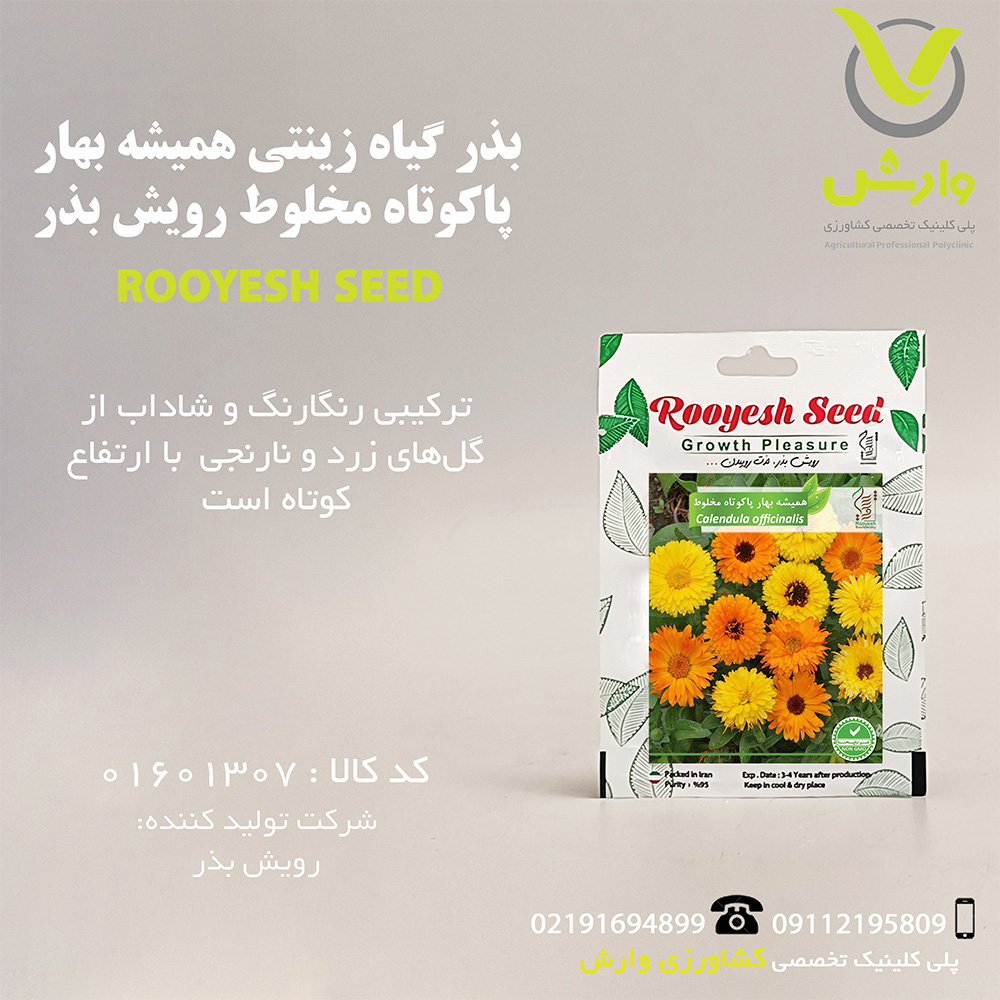 بذر گیاه زینتی همیشه بهار پاکوتاه مخلوط رویش بذر