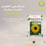 بذر گیاه زینتی آفتابگردان زینتی زرد رویش بذر
