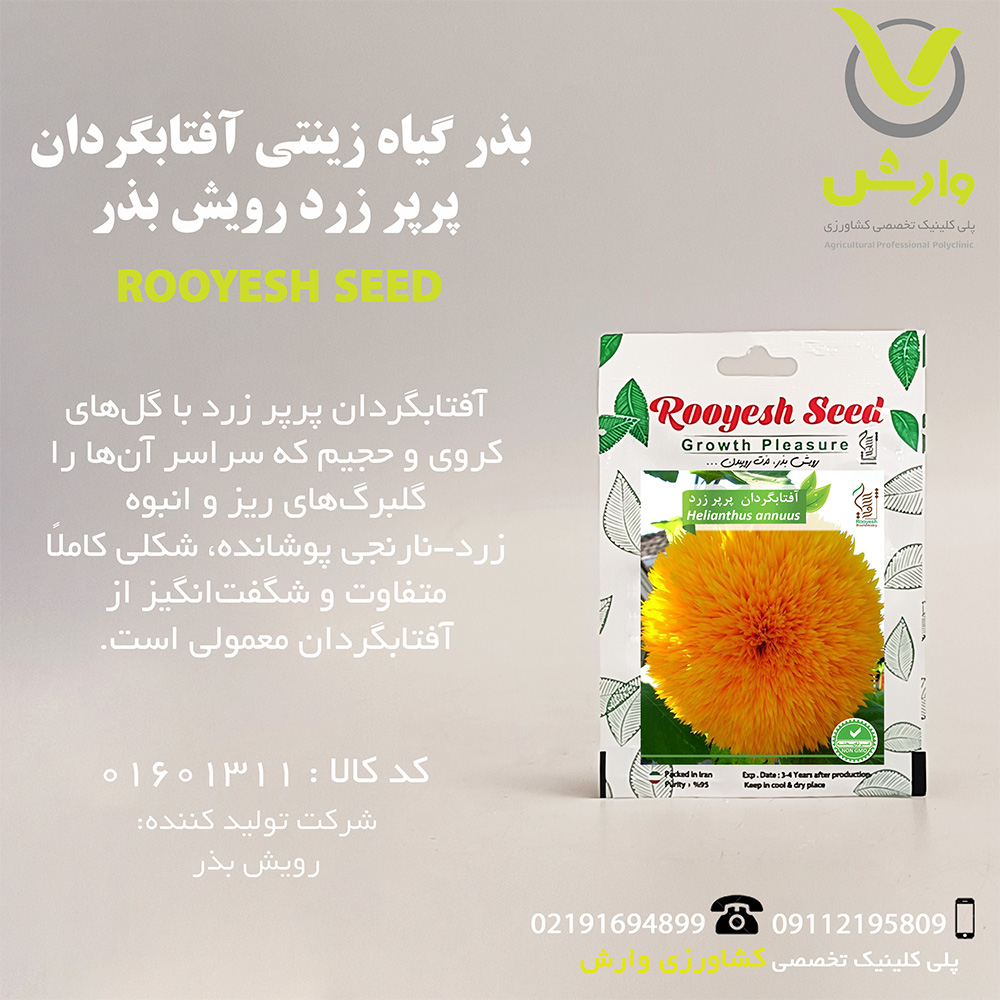 بذر گیاه زینتی آفتابگردان پرپر زرد رویش بذر