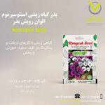 بذر گیاه زینتی استئوسپرموم الوان رویش بذر