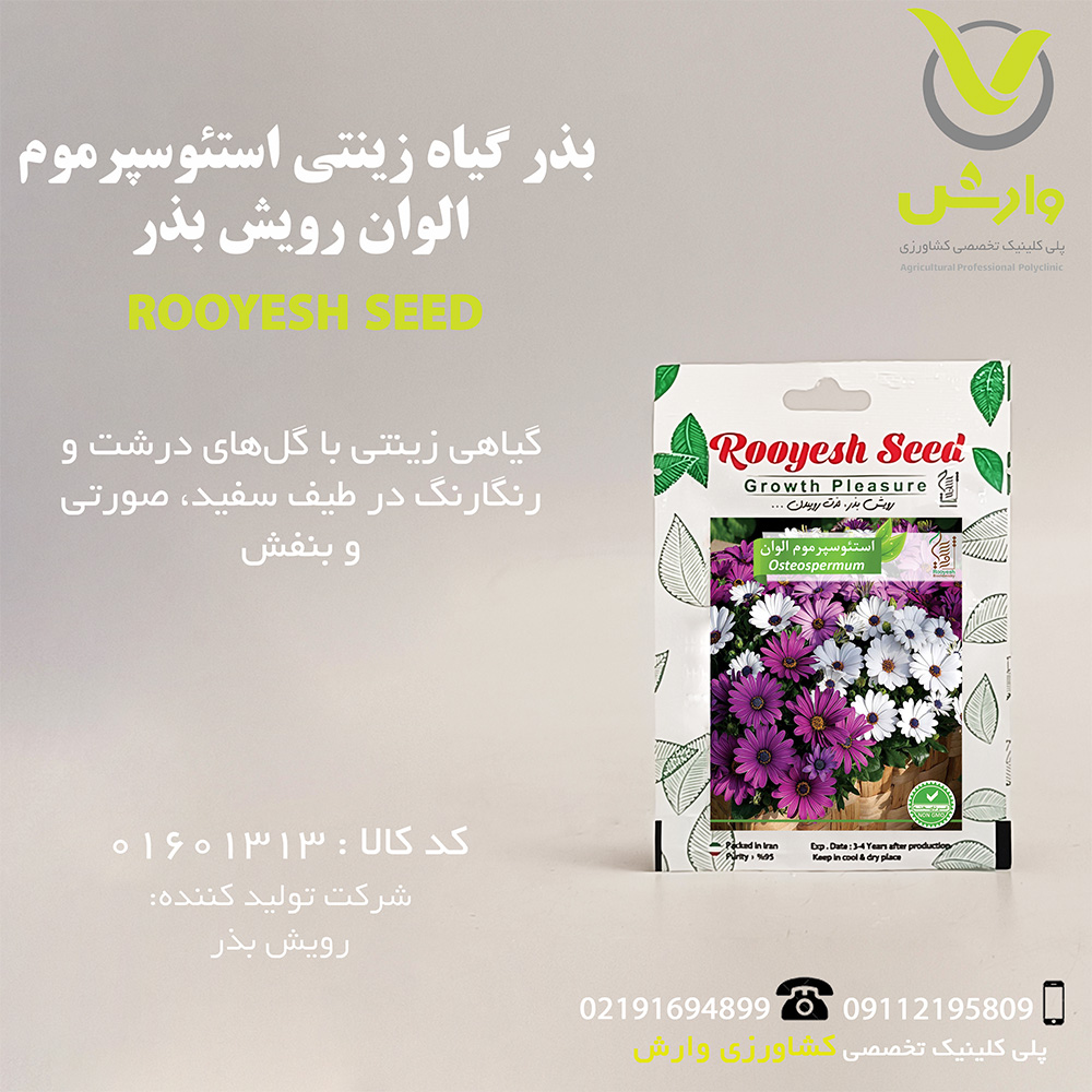 بذر گیاه زینتی استئوسپرموم الوان رویش بذر