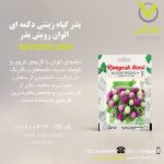 بذر گیاه زینتی دکمه ای الوان رویش بذر