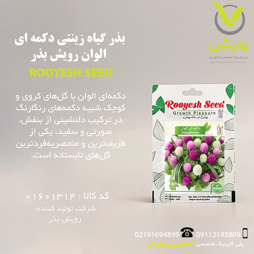بذر گیاه زینتی دکمه ای الوان رویش بذر