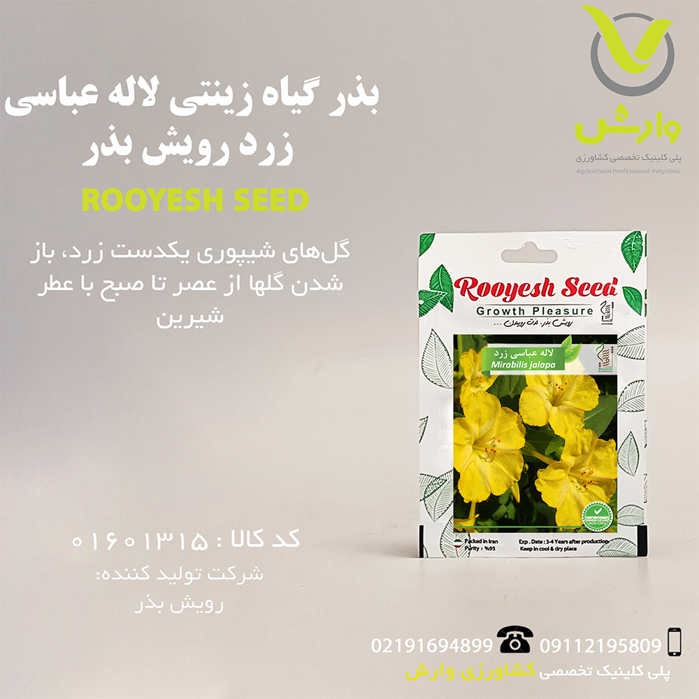 بذر گیاه زینتی لاله عباسی زرد رویش بذر