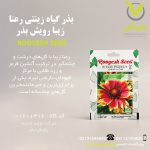 بذر گیاه زینتی رعنا زیبا رویش بذر