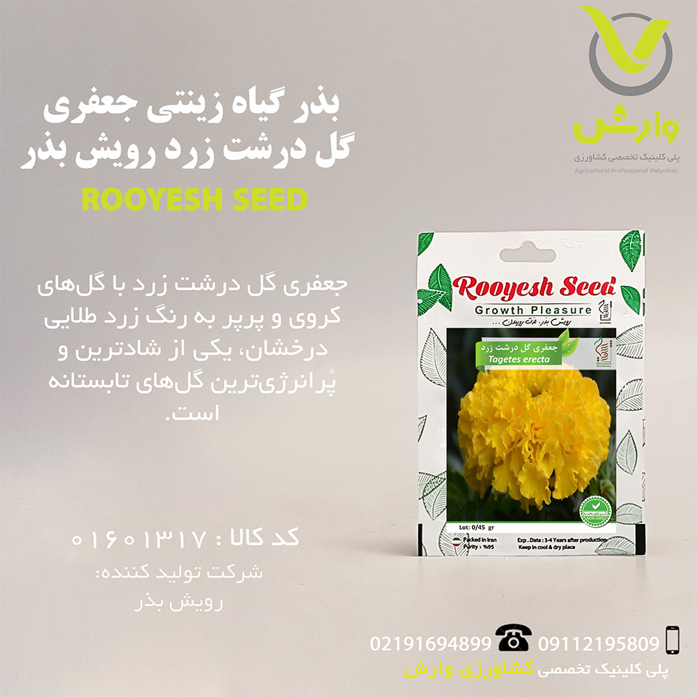بذر گیاه زینتی جعفری گل درشت زرد رویش بذر