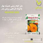 بذر گیاه زینتی همیشه بهار پاکوتاه نارنجی رویش بذر