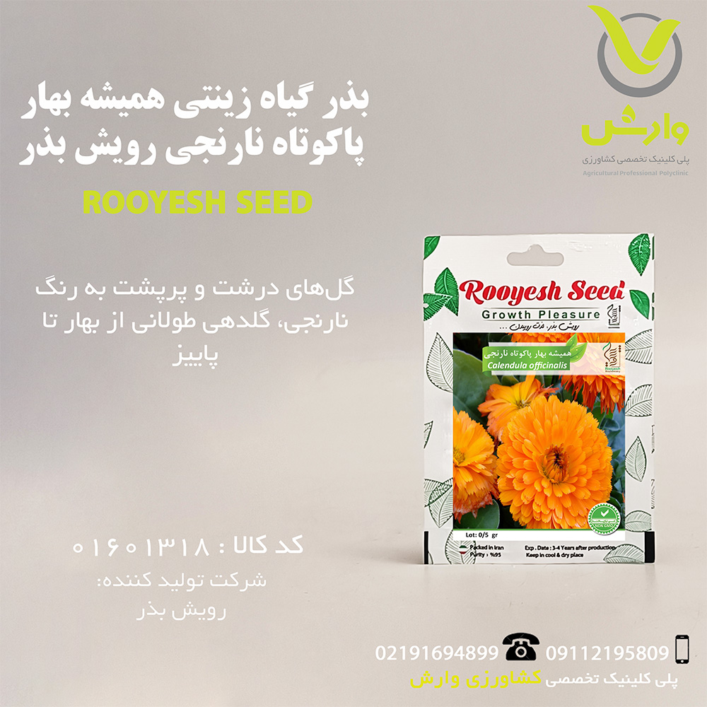 بذر گیاه زینتی همیشه بهار پاکوتاه نارنجی رویش بذر