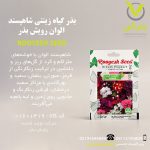 بذر گیاه زینتی شاهپسند الوان رویش بذر