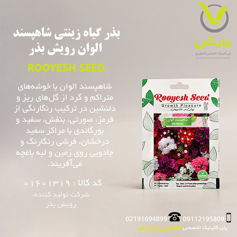 بذر گیاه زینتی شاهپسند الوان رویش بذر