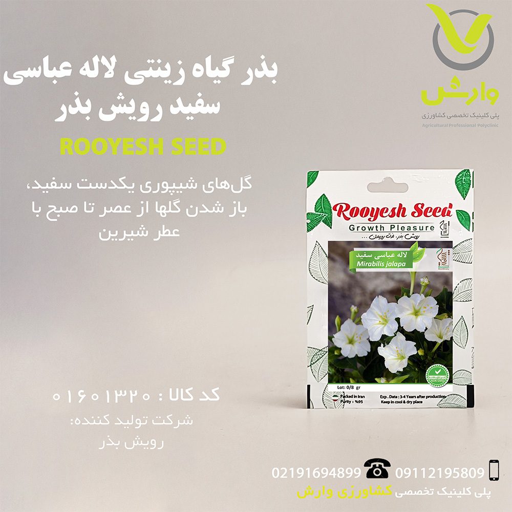 بذر گیاه زینتی لاله عباسی سفید رویش بذر