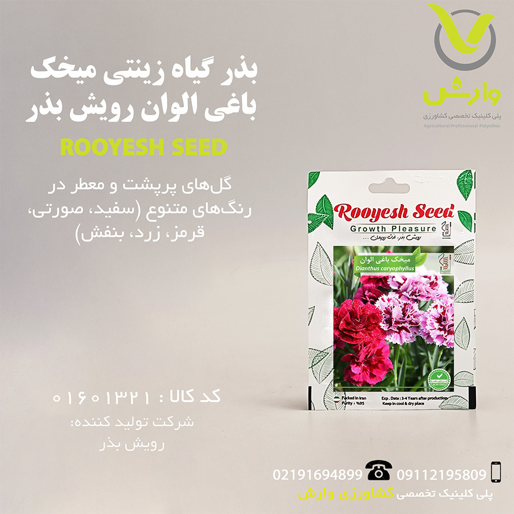 بذر گیاه زینتی میخک باغی الوان رویش بذر