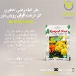 بذر گیاه زینتی جعفری گل درشت الوان رویش بذر