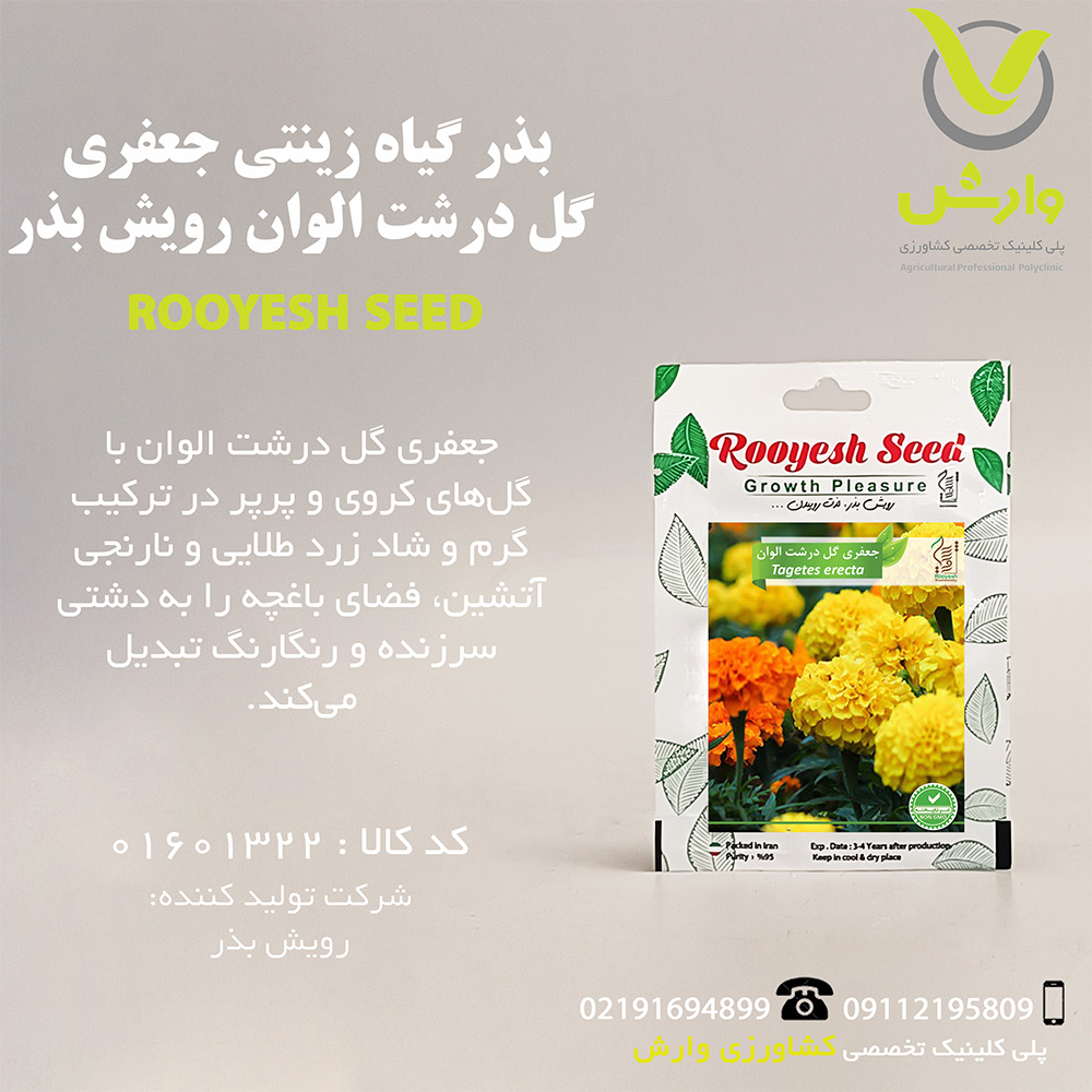 بذر گیاه زینتی جعفری گل درشت الوان رویش بذر