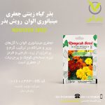 بذر گیاه زینتی جعفری مینیاتوری الوان رویش بذر