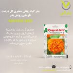 بذر گیاه زینتی جعفری گل درشت نارنجی رویش بذر