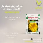 بذر گیاه زینتی همیشه بهار پاکوتاه زرد رویش بذر