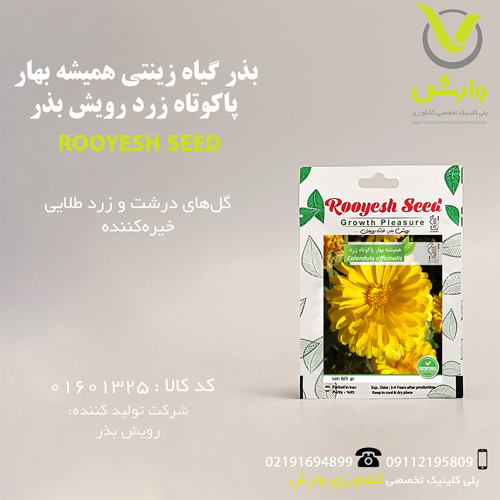 بذر گیاه زینتی همیشه بهار پاکوتاه زرد رویش بذر