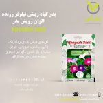بذر گیاه زینتی نیلوفر رونده الوان رویش بذر