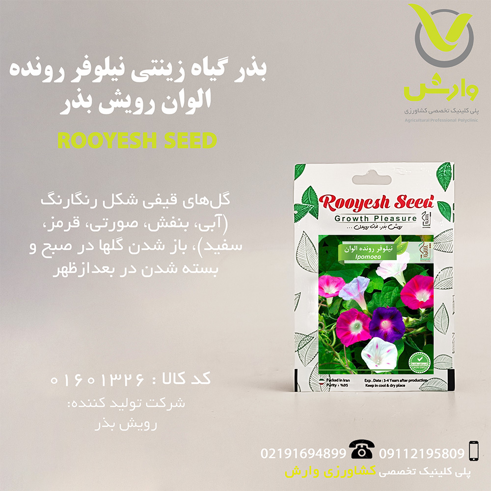 بذر گیاه زینتی نیلوفر رونده الوان رویش بذر