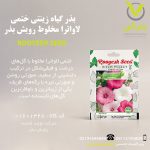 بذر گیاه زینتی ختمی لاواترا مخلوط رویش بذر