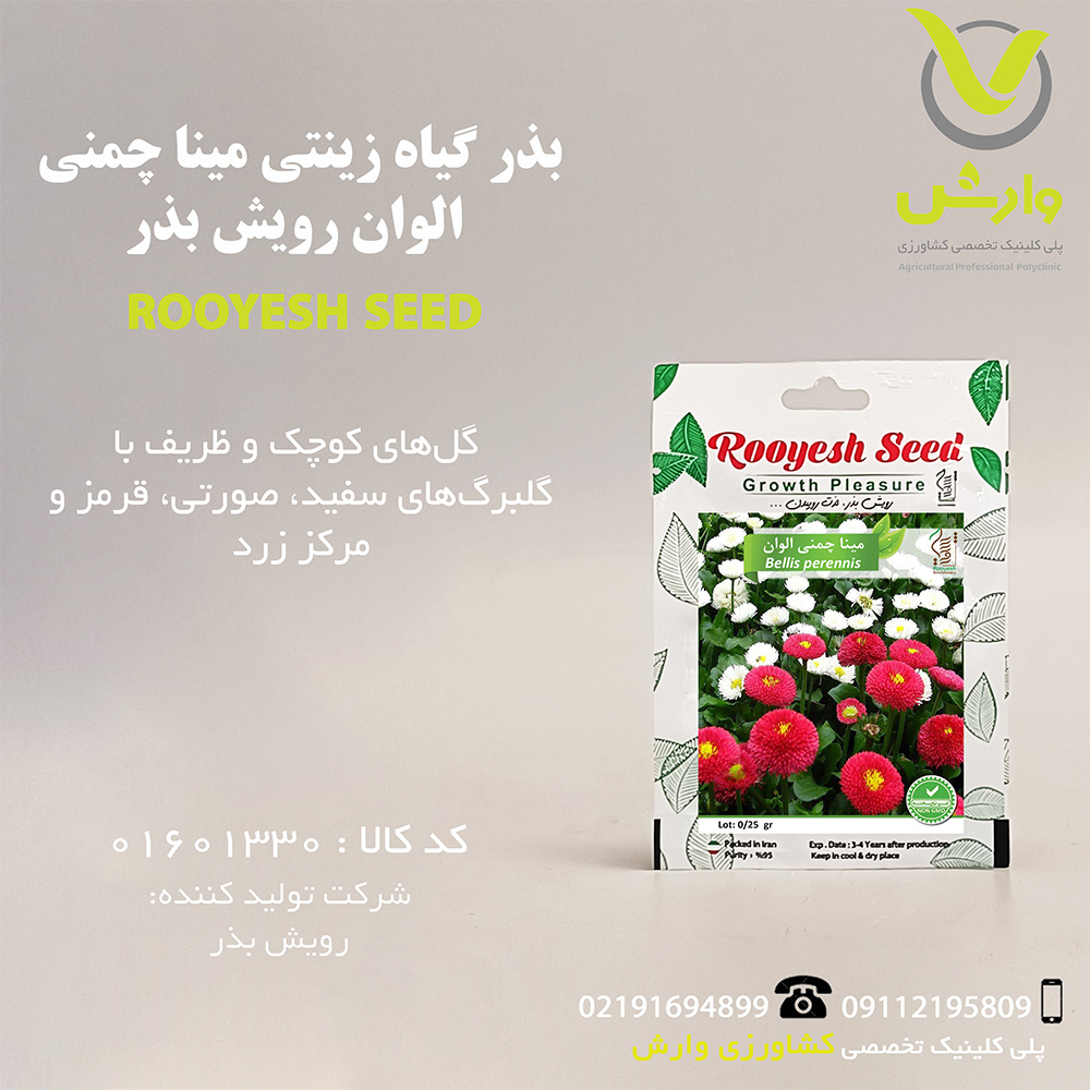 بذر گیاه زینتی مینا چمنی الوان رویش بذر
