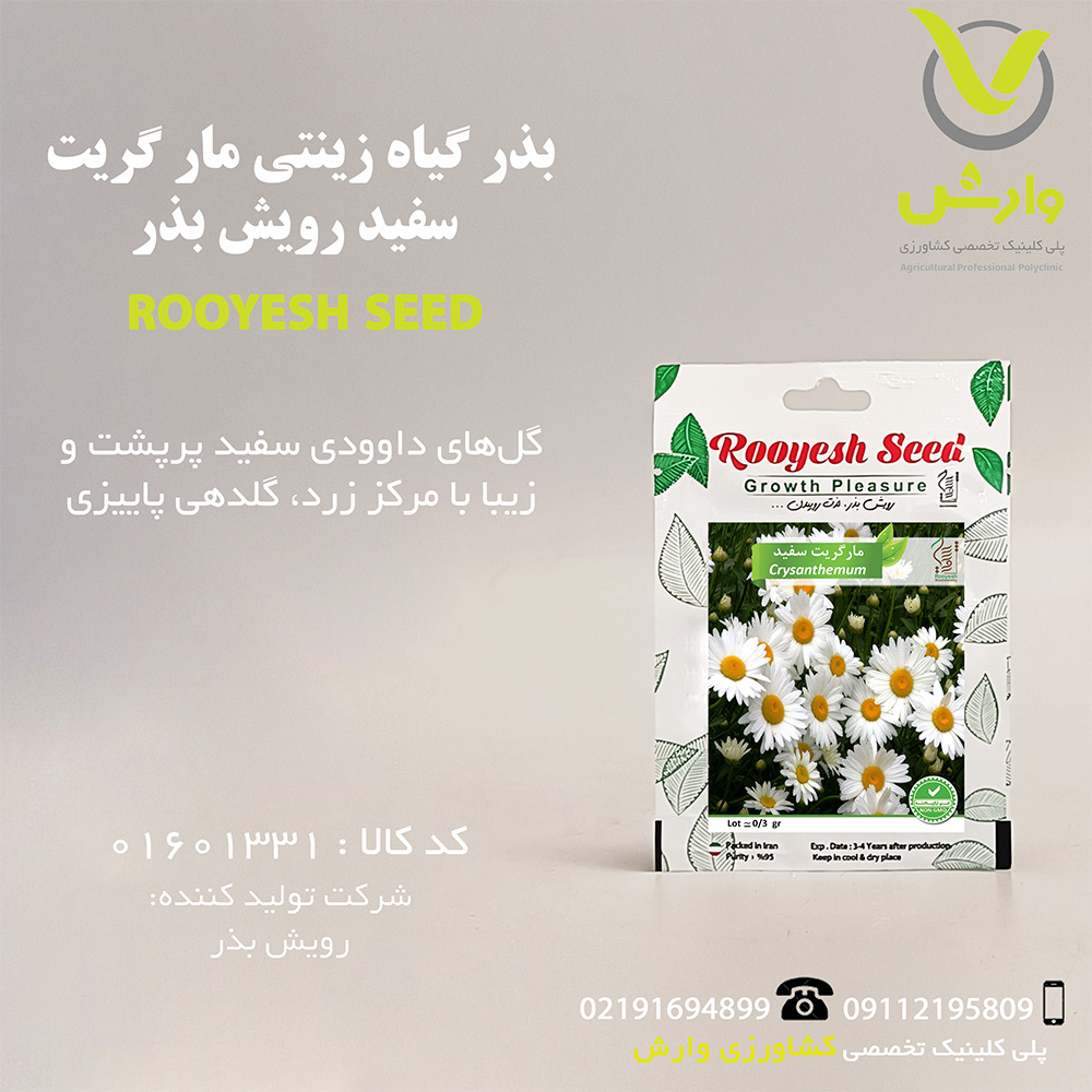 بذر گیاه زینتی مار گریت سفید رویش بذر
