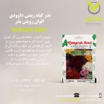 بذر گیاه زینتی داوودی الوان رویش بذر