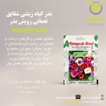 بذر گیاه زینتی شقایق نعمانی رویش بذر