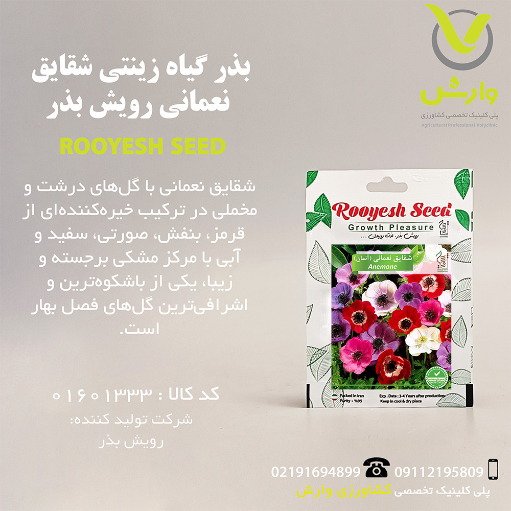 بذر گیاه زینتی شقایق نعمانی رویش بذر