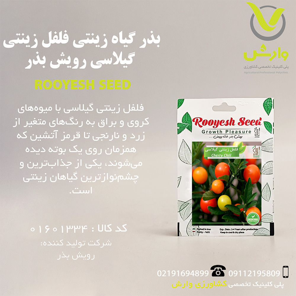 بذر گیاه زینتی فلفل زینتی گیلاسی رویش بذر