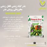 بذر گیاه زینتی فلفل زینتی مخروطی رویش بذر