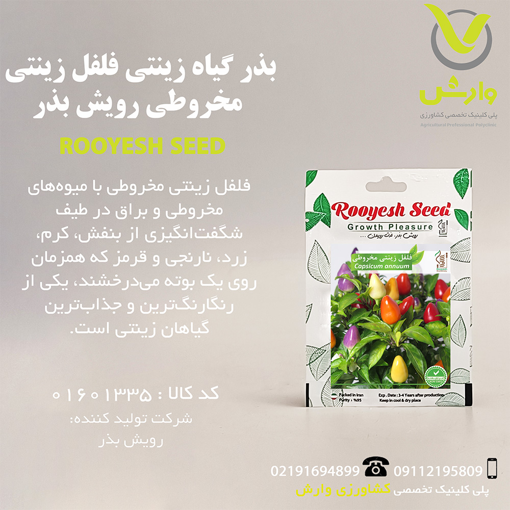 بذر گیاه زینتی فلفل زینتی مخروطی رویش بذر