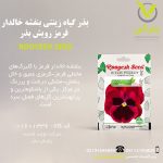 بذر گیاه زینتی بنفشه خالدار قرمز رویش بذر