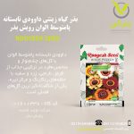 بذر گیاه زینتی داوودی تابستانه پامتوسط الوان رویش بذر
