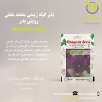 بذر گیاه زینتی بنفشه بنفش رویش بذر