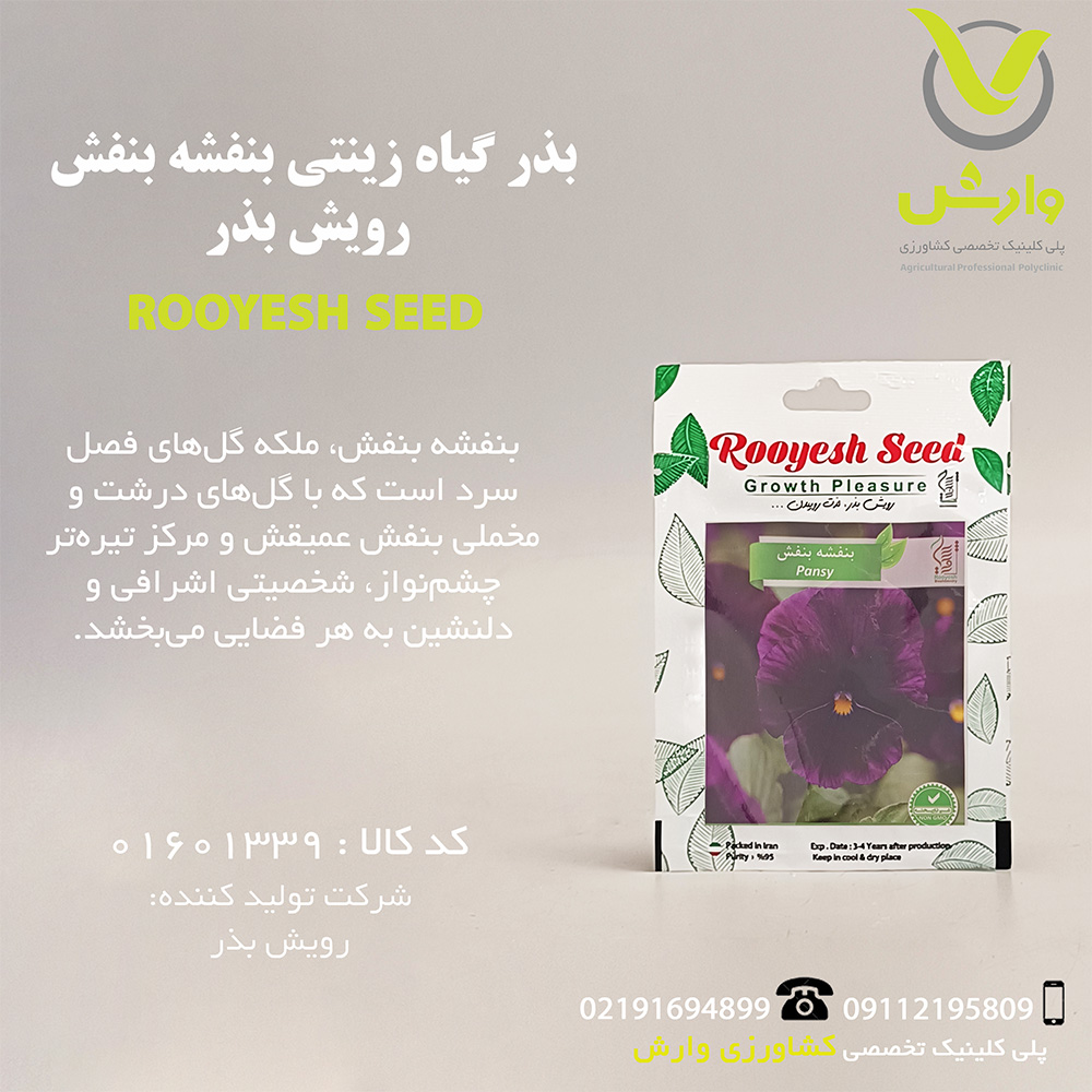بذر گیاه زینتی بنفشه بنفش رویش بذر